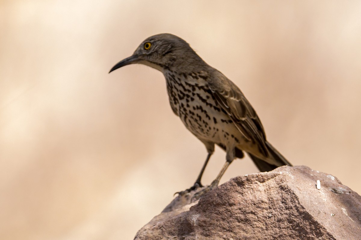 Gray Thrasher - ML638566618