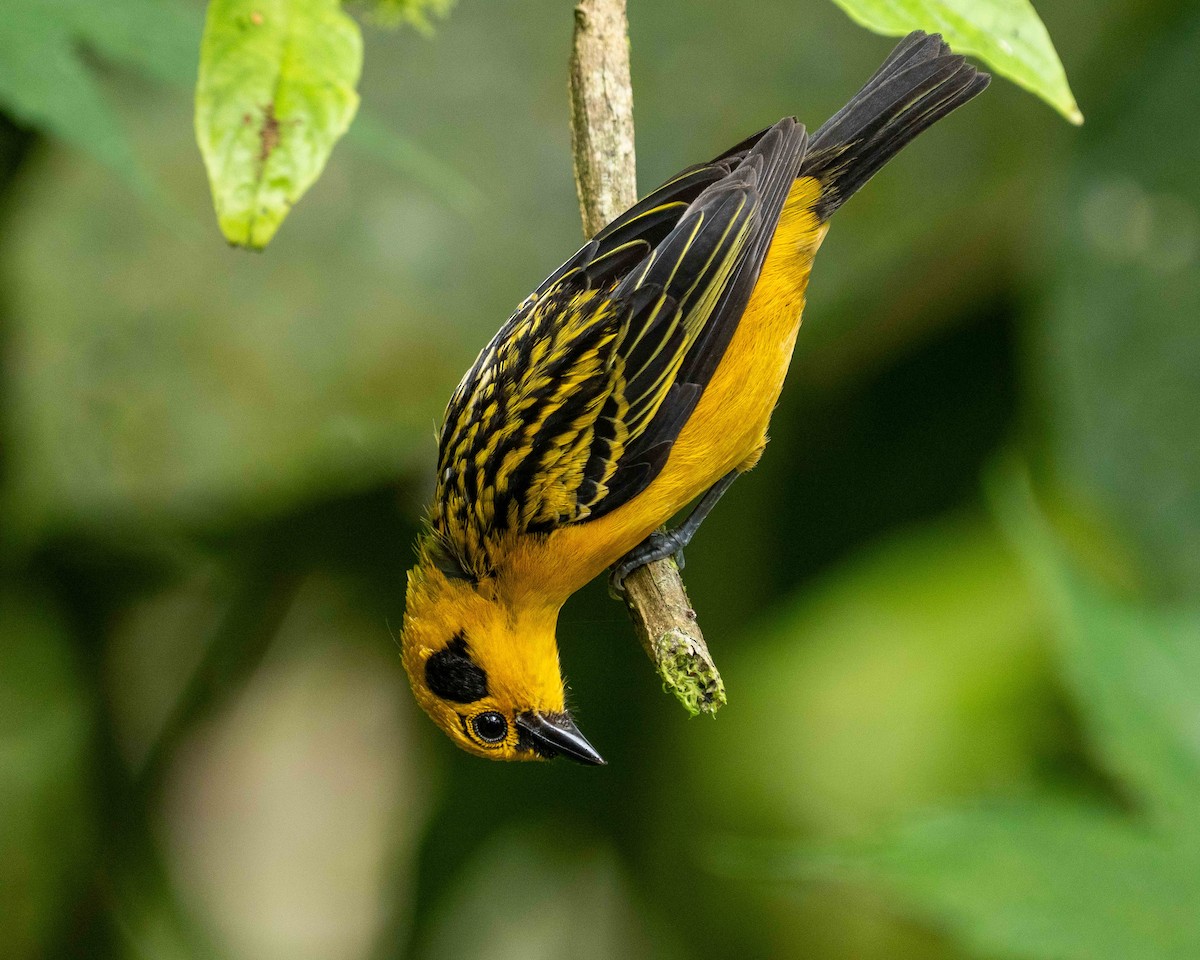 Golden Tanager - ML638566622