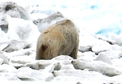 動物界 - ML638566705