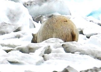 動物界 - ML638566706