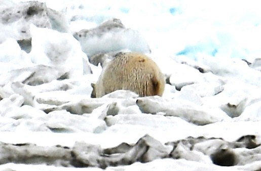 動物界 - ML638566707