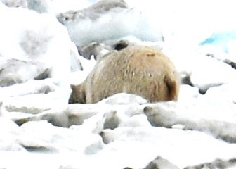 動物界 - ML638566708