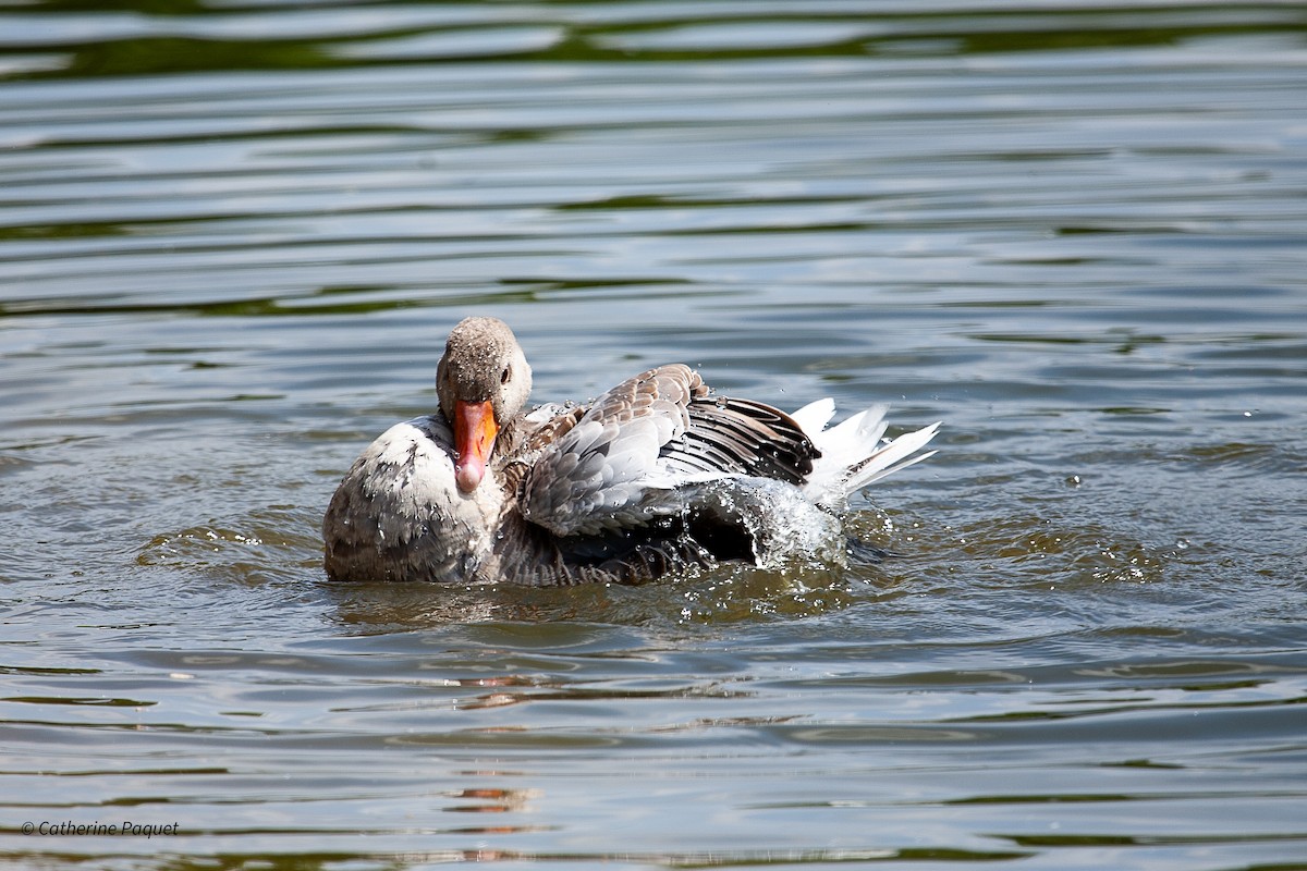 Graylag Goose - ML638566725