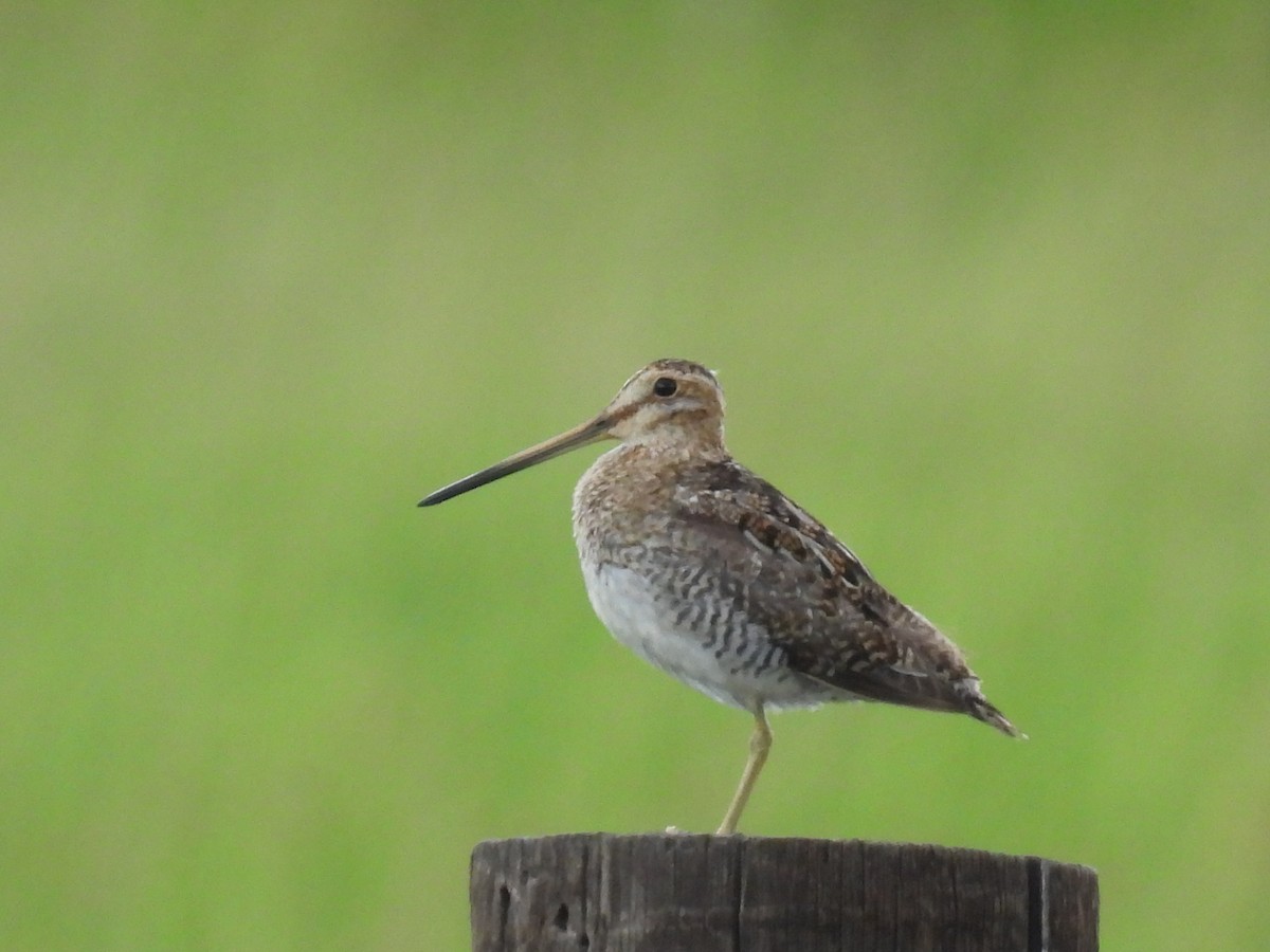 Wilson's Snipe - ML638566742