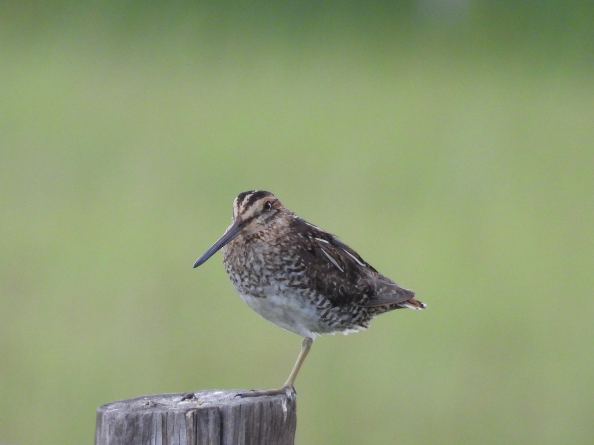 Wilson's Snipe - ML638566743