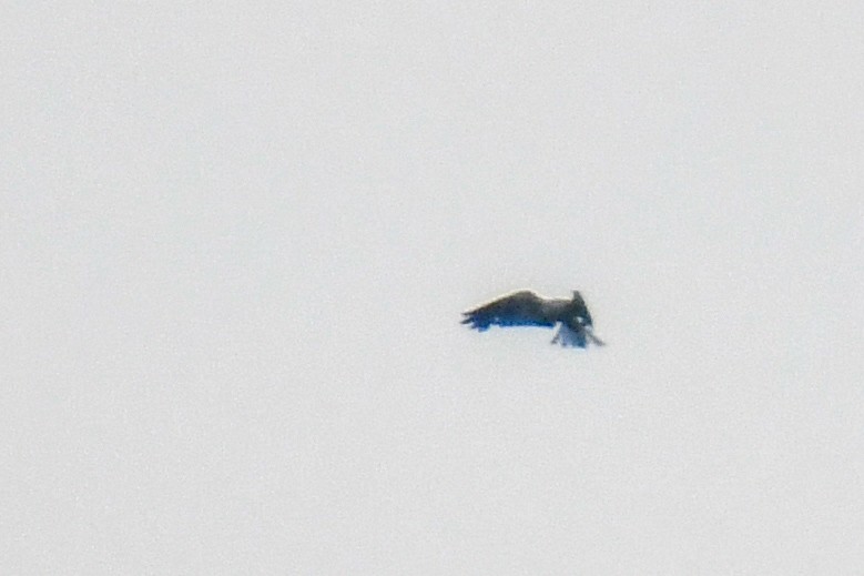 White-tailed Kite - ML638566748