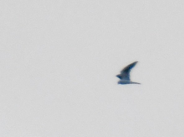 White-tailed Kite - ML638566749