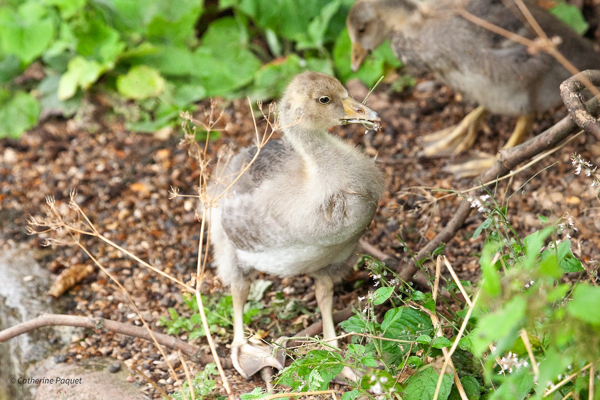 Graylag Goose - ML638566755