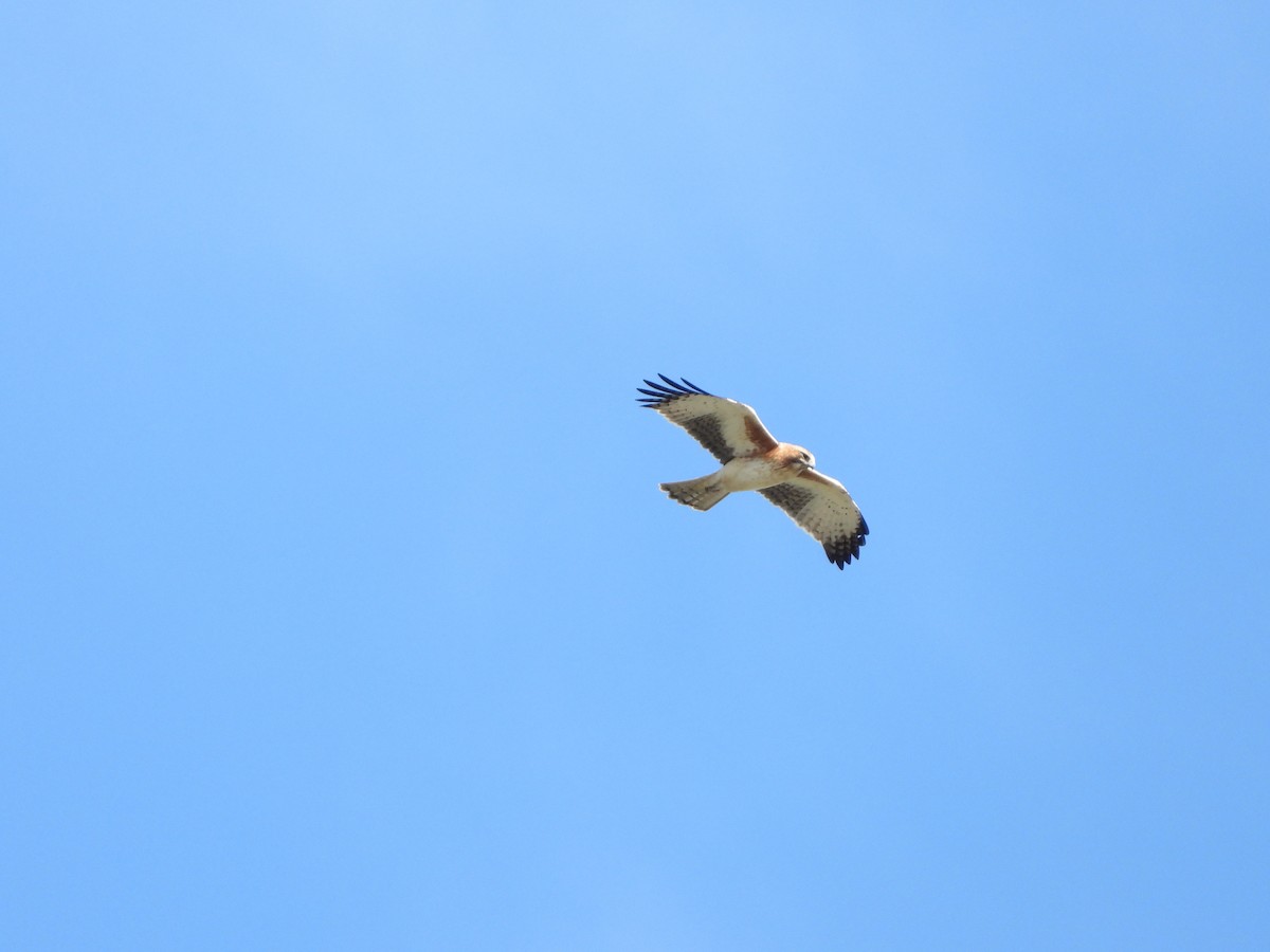 Little Eagle - ML638566756