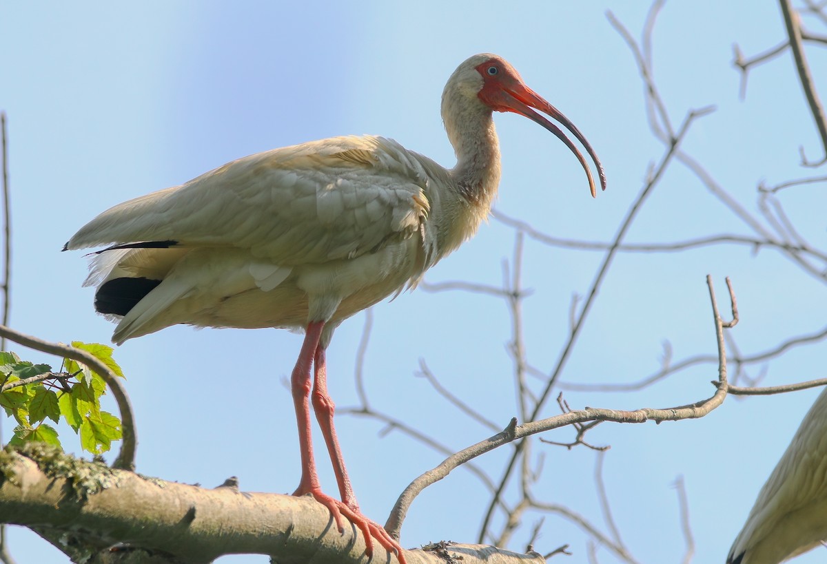 White Ibis - ML638566771