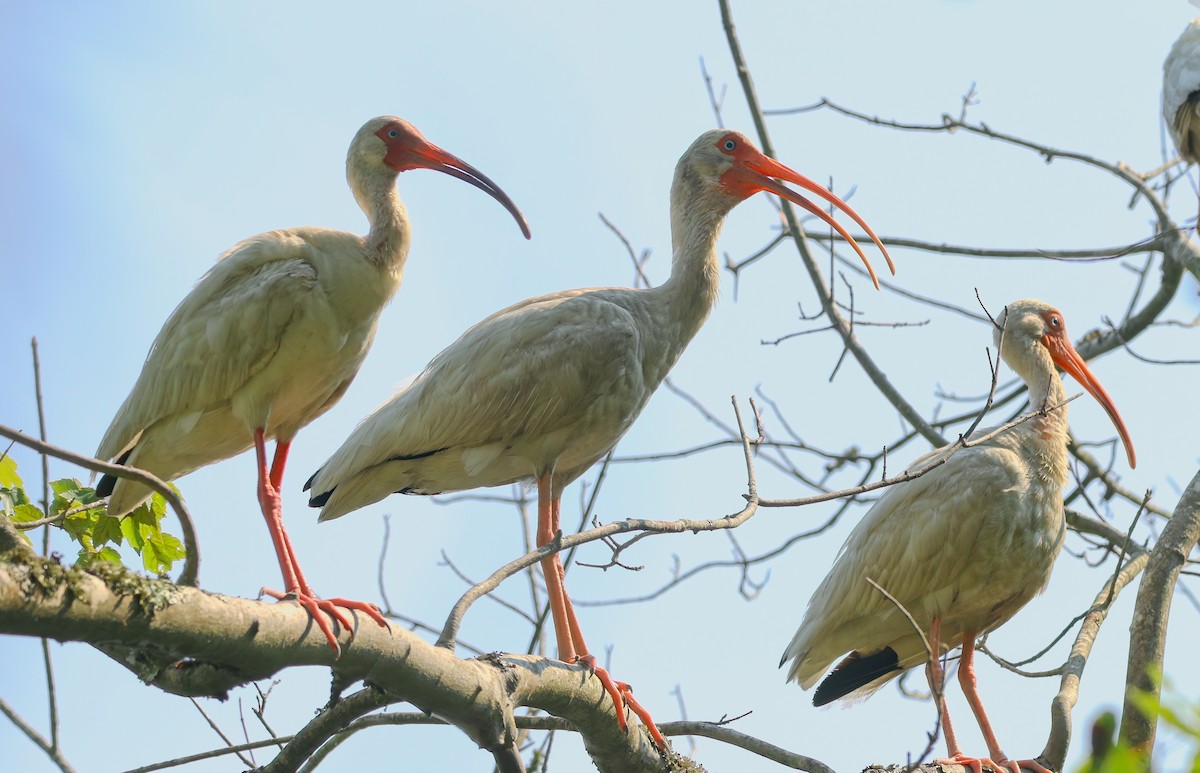White Ibis - ML638566778