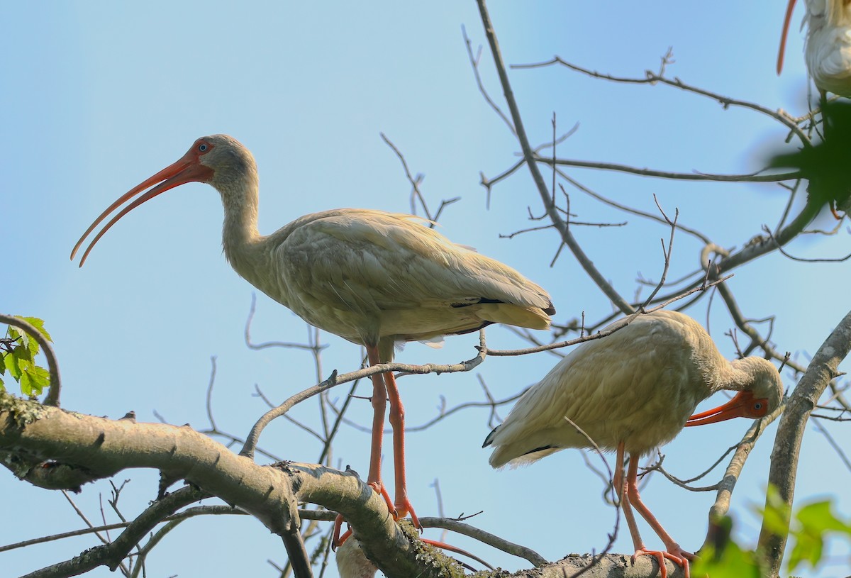 White Ibis - ML638566781