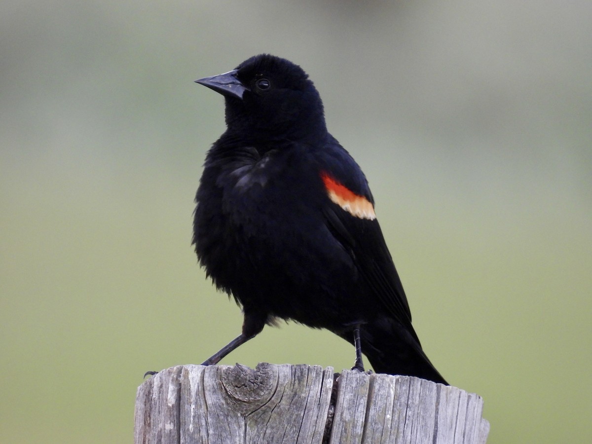 Red-winged Blackbird - ML638566787