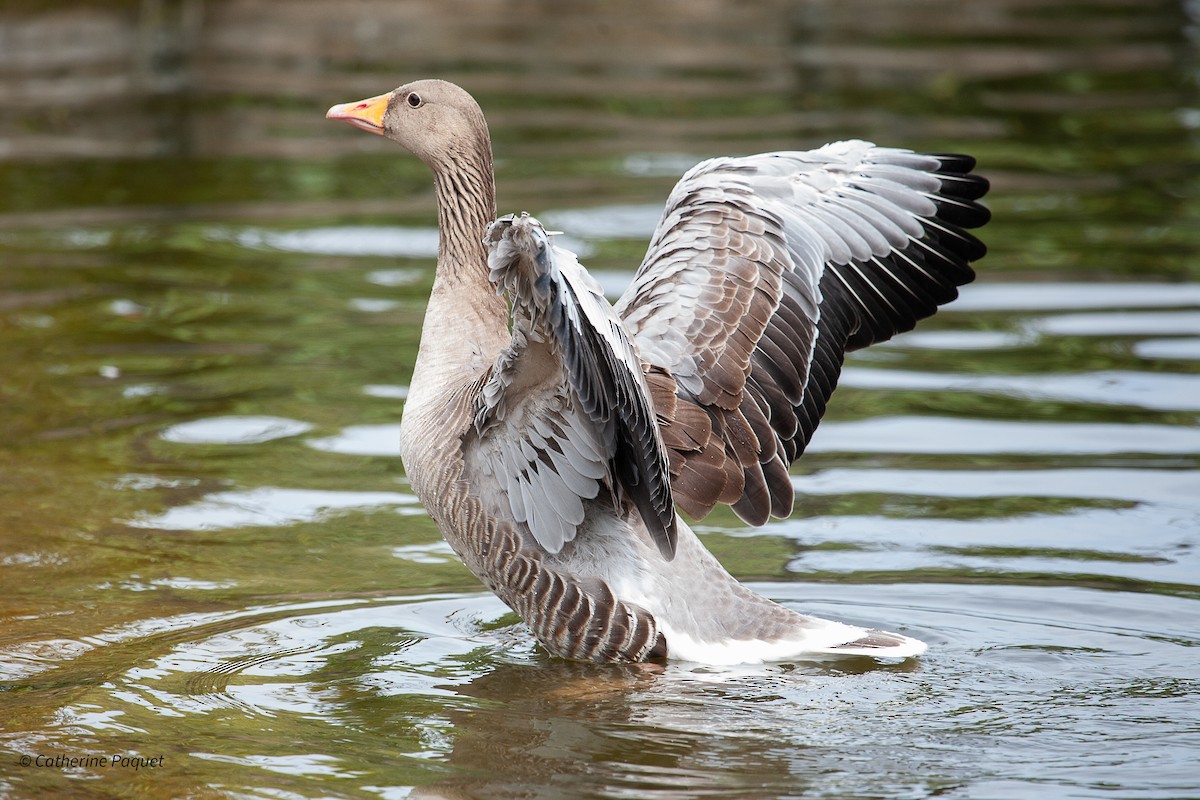 Graylag Goose - ML638566798