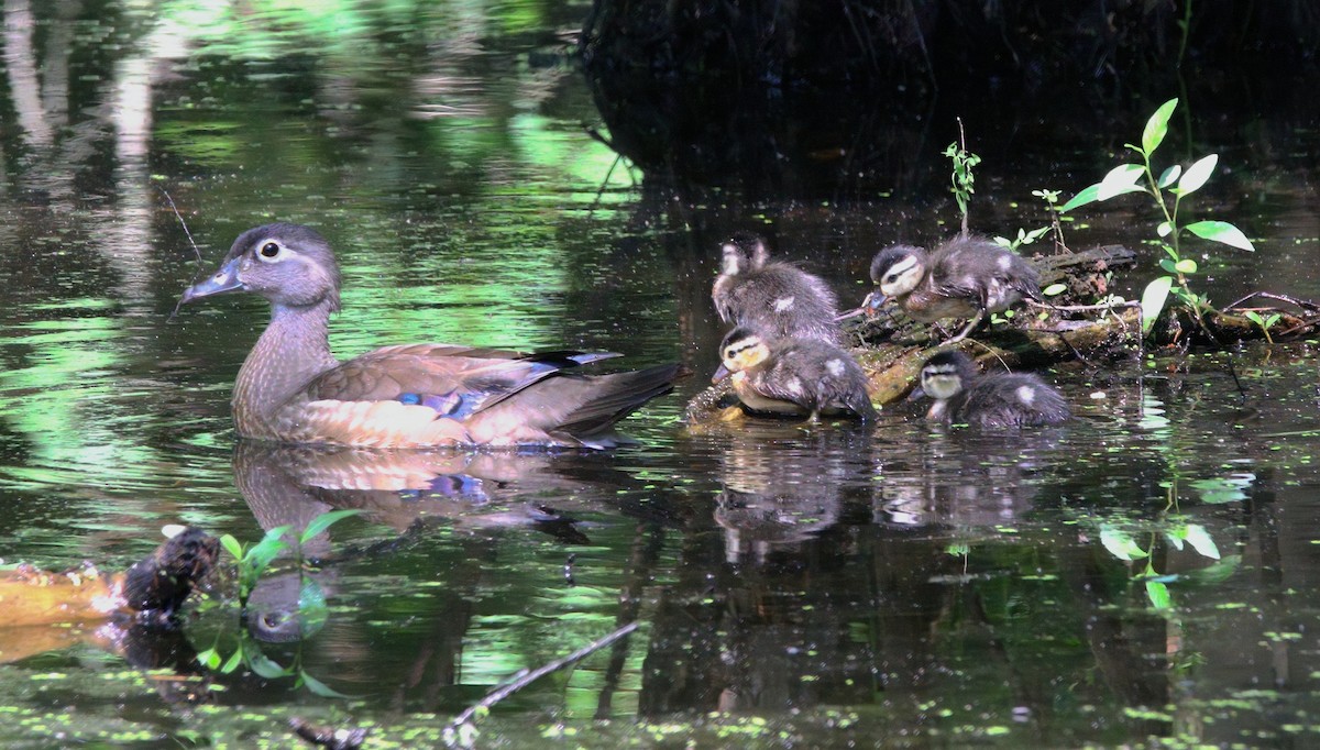 Wood Duck - ML638566803