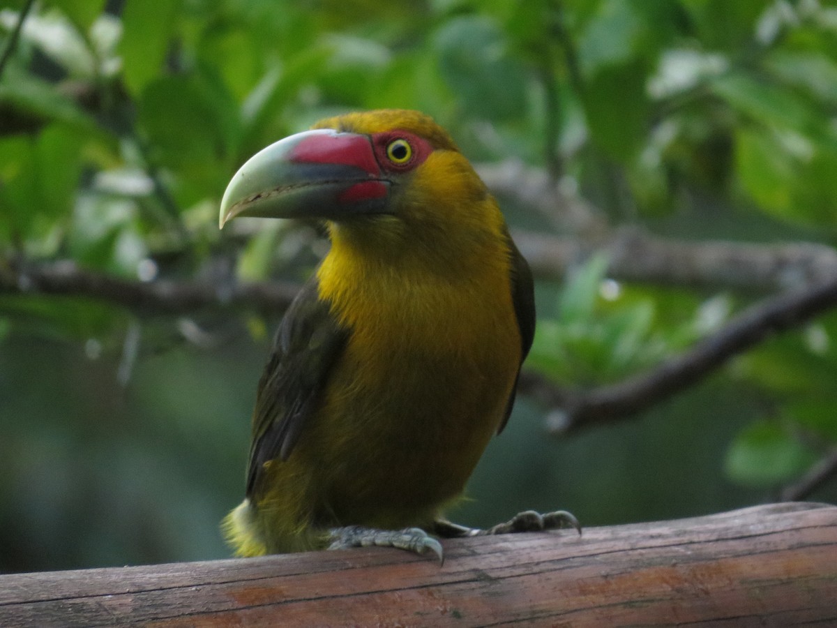 Saffron Toucanet - ML638566805