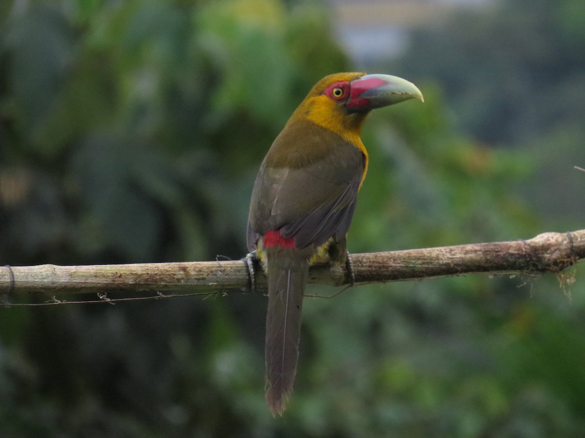 Saffron Toucanet - ML638566809
