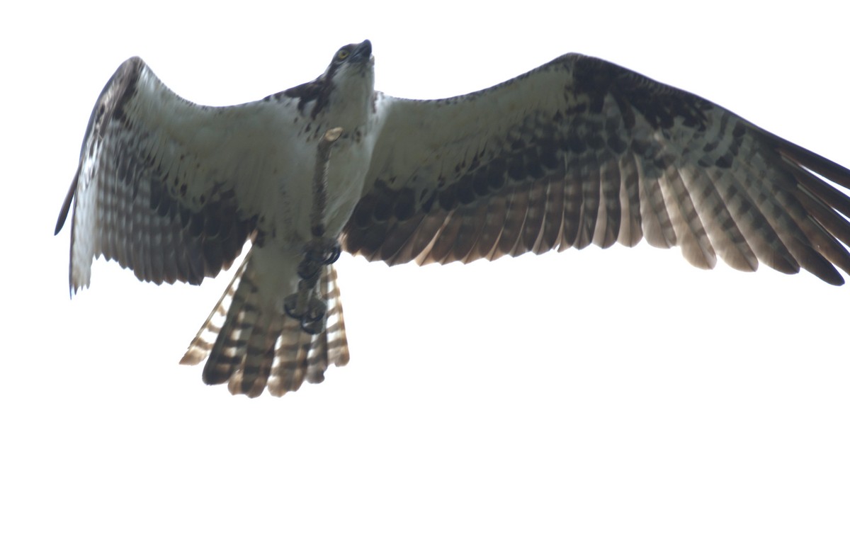 Balbuzard pêcheur - ML638566814
