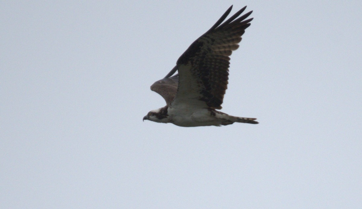 Balbuzard pêcheur - ML638566816