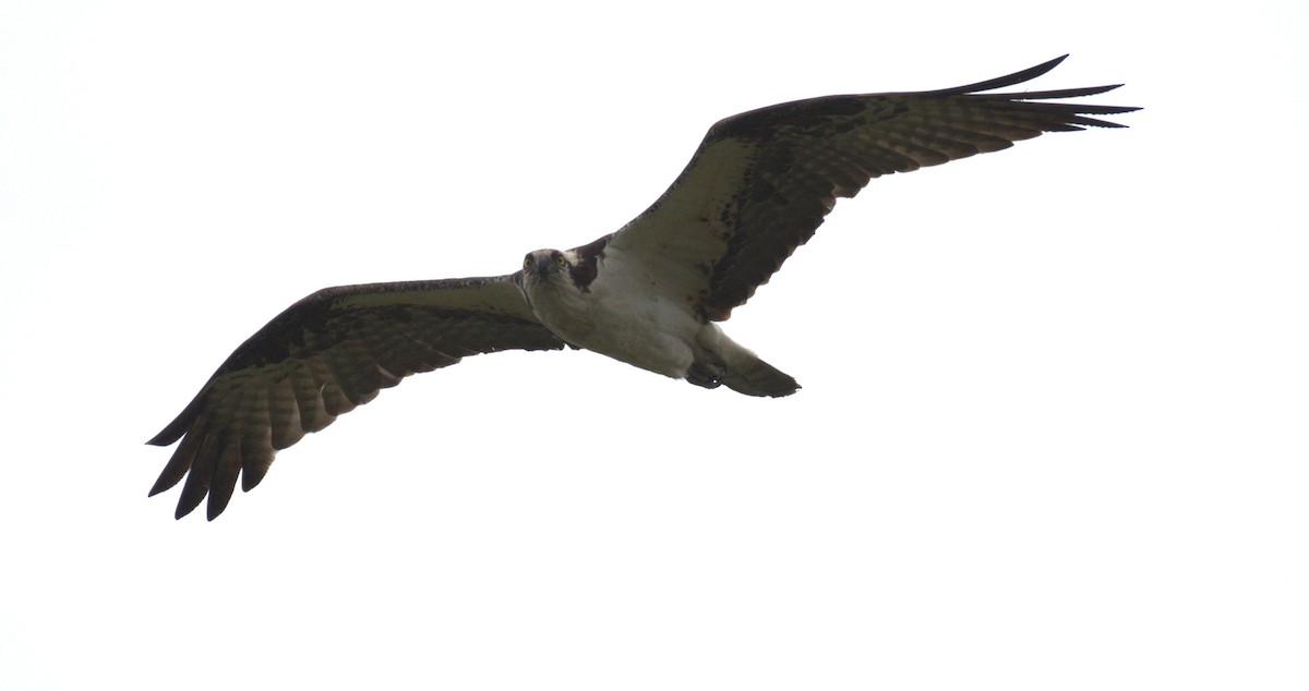 Balbuzard pêcheur - ML638566817
