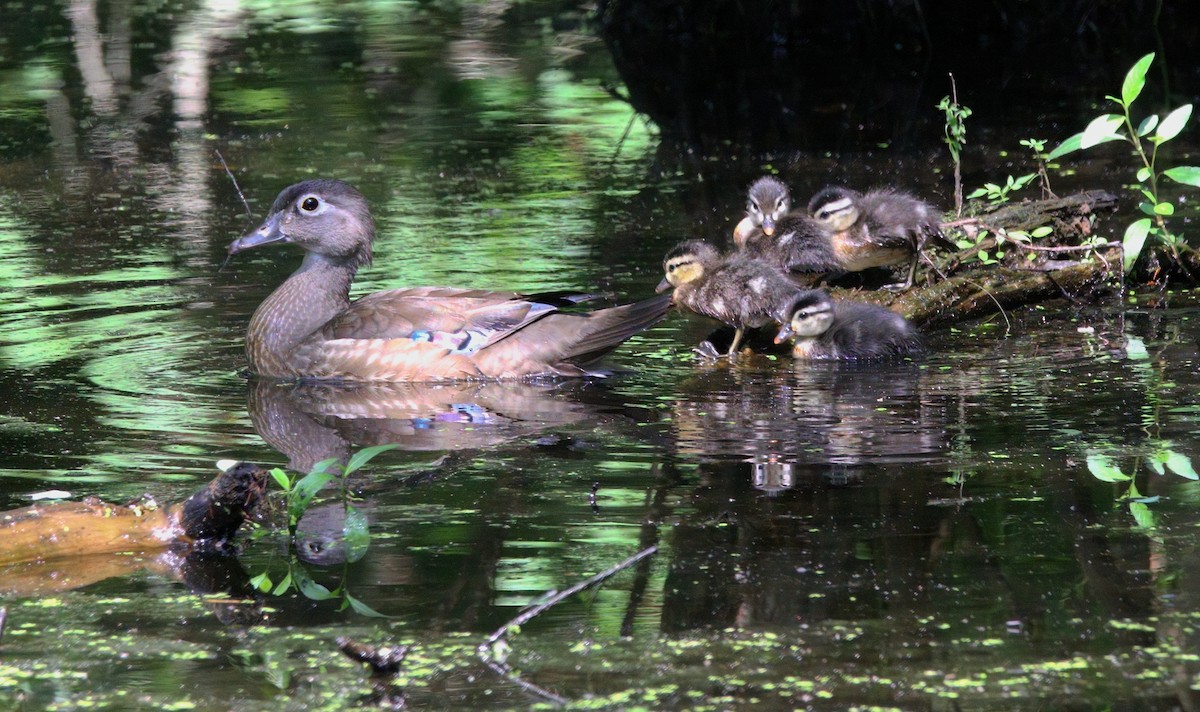 Wood Duck - ML638566820