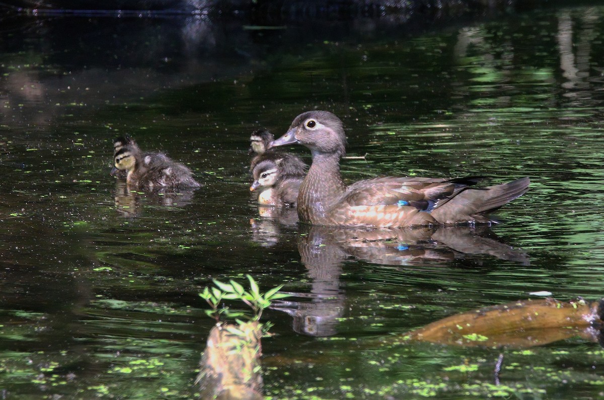 Wood Duck - ML638566824