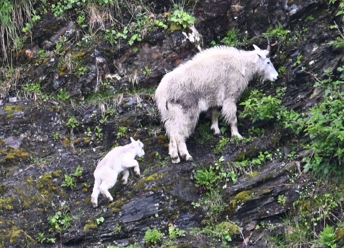 動物界 - ML638566828