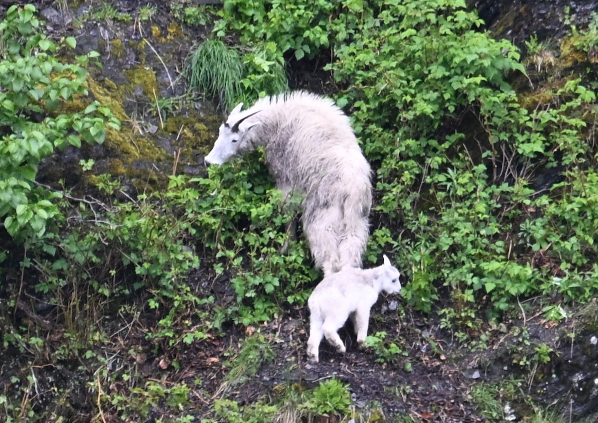 動物界 - ML638566829