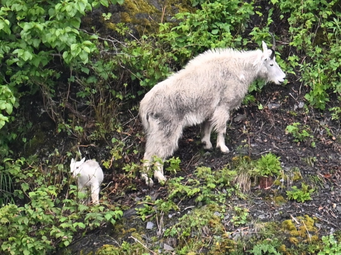 動物界 - ML638566830