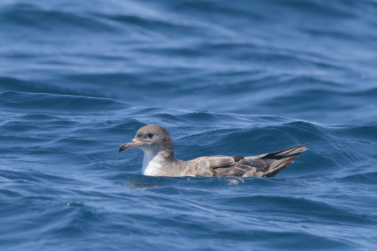Puffin à pieds roses - ML638566840