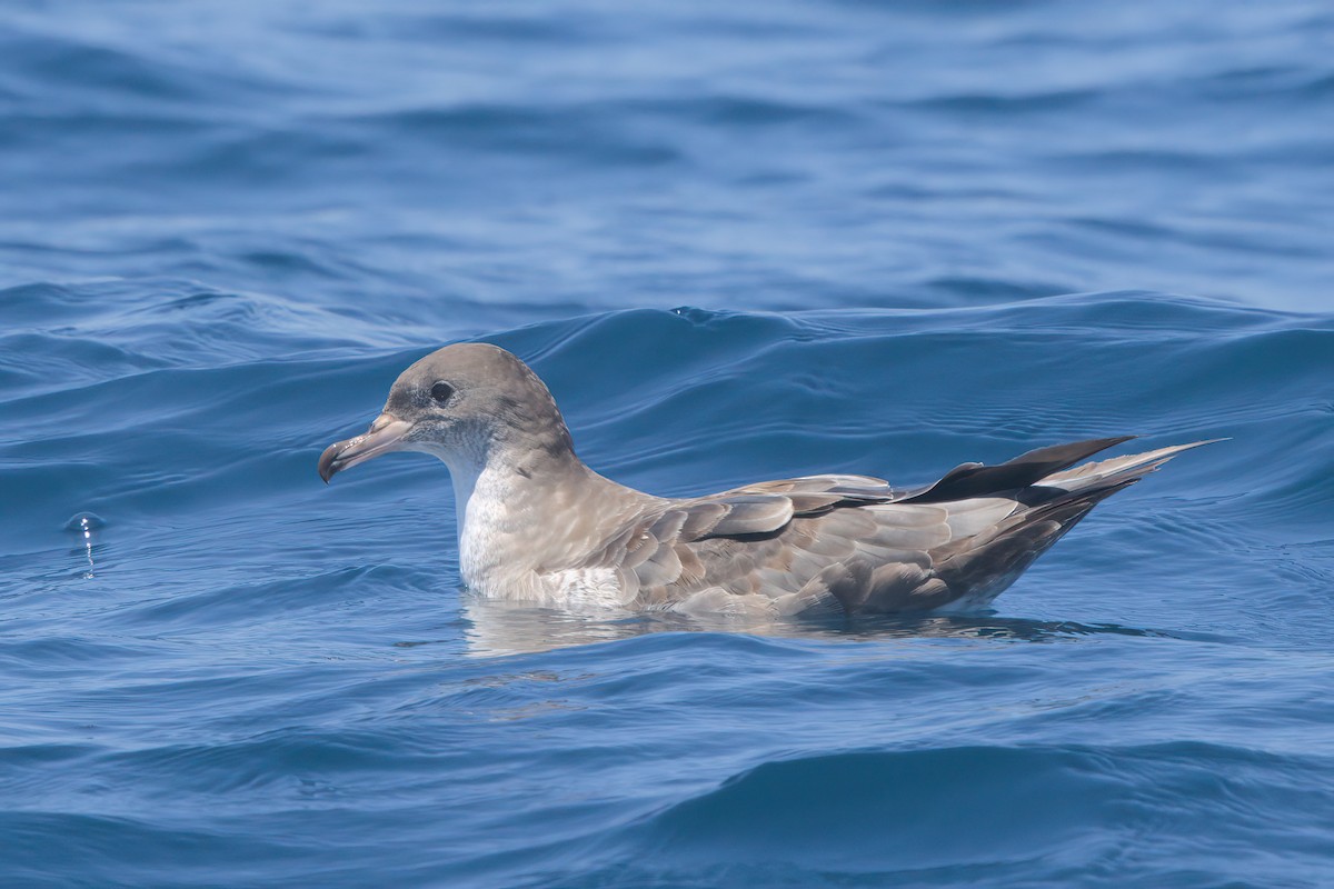 Puffin à pieds roses - ML638566842