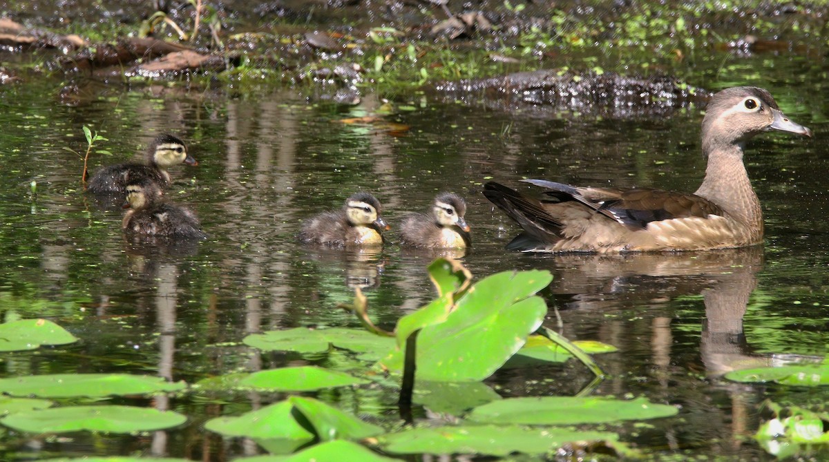 Wood Duck - ML638566856