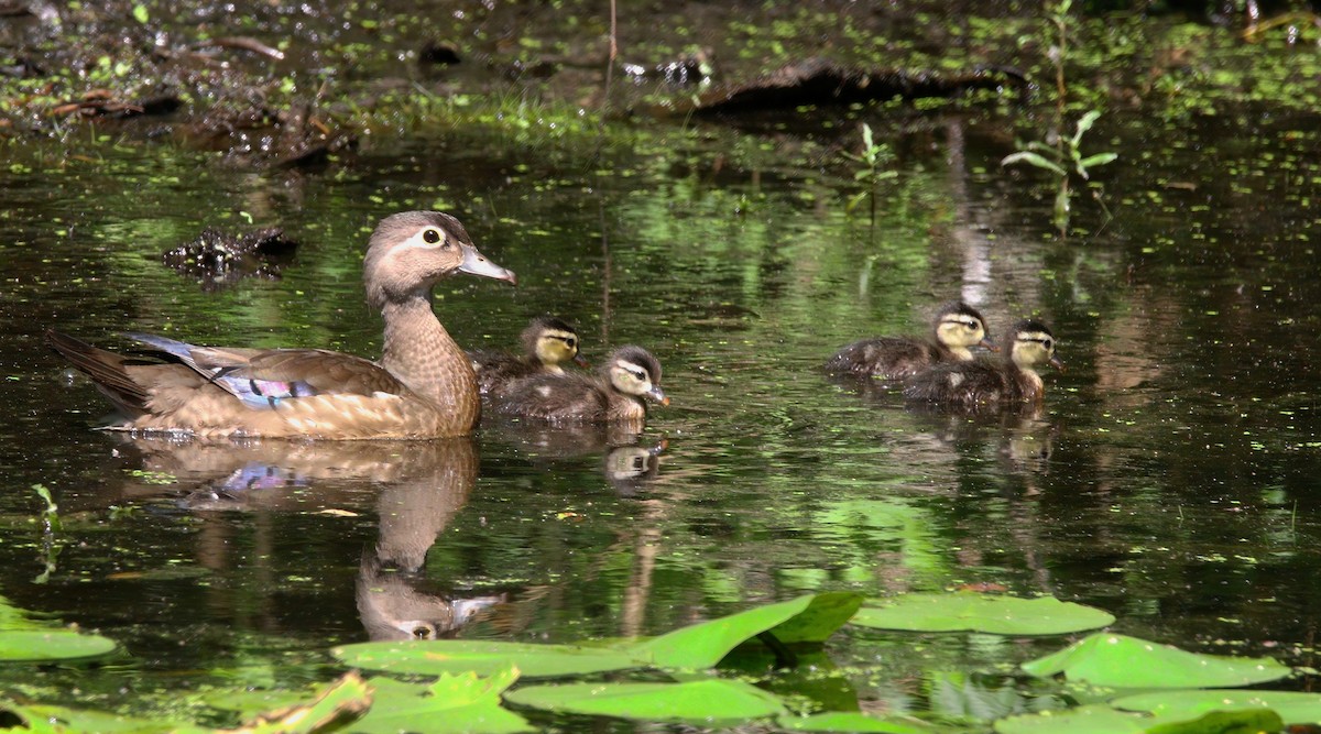 Wood Duck - ML638566864