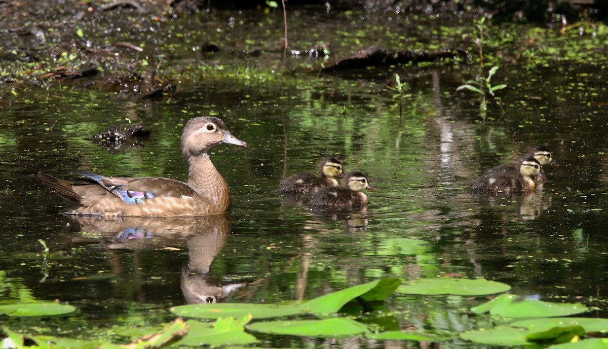 Wood Duck - ML638566874