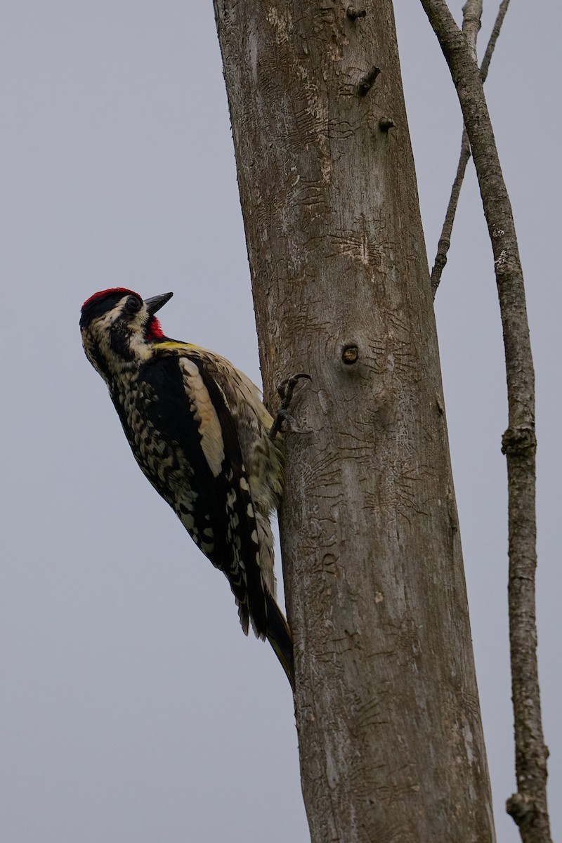 Yellow-bellied Sapsucker - ML638566876