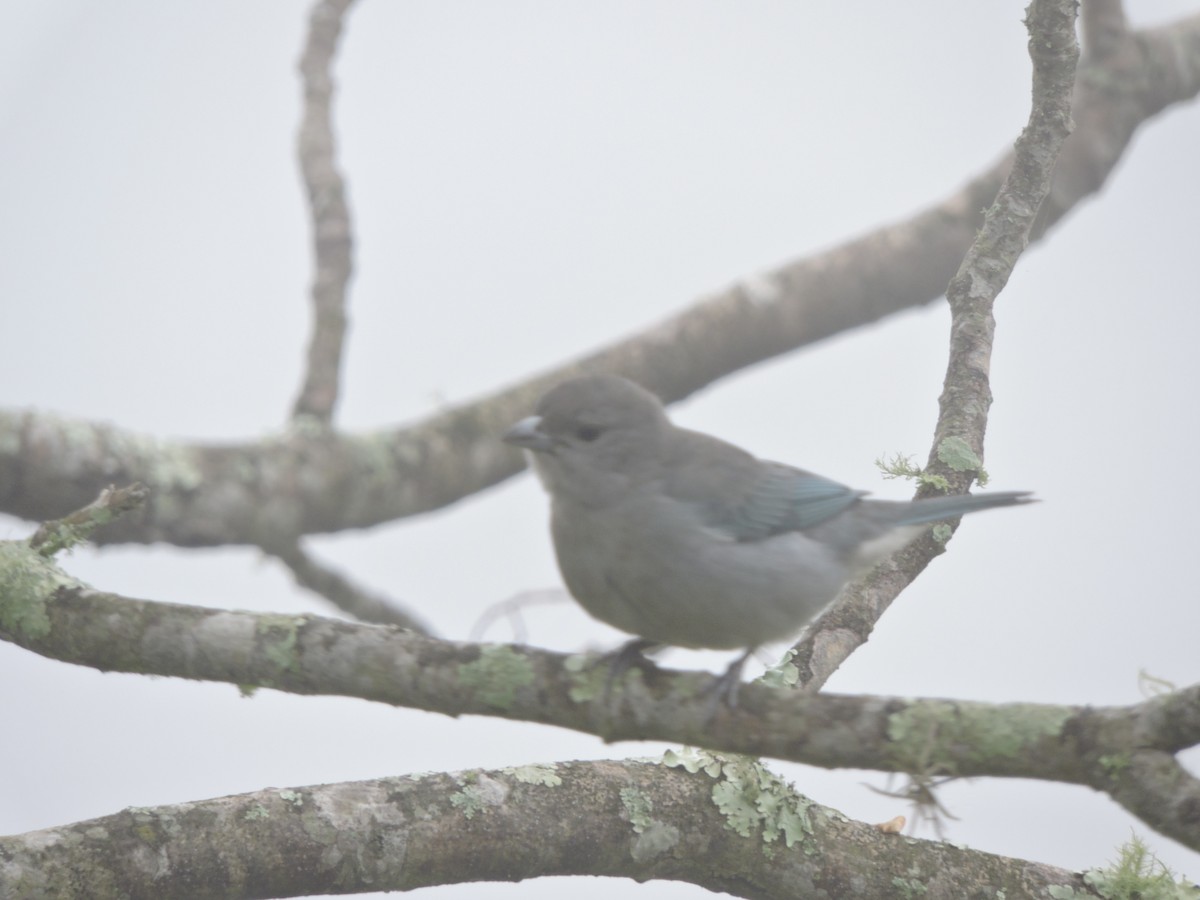 Sayaca Tanager - ML638566923