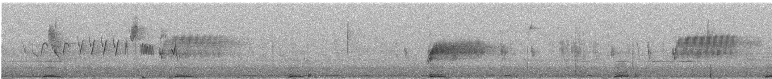 Pigeon biset (forme domestique) - ML638566965