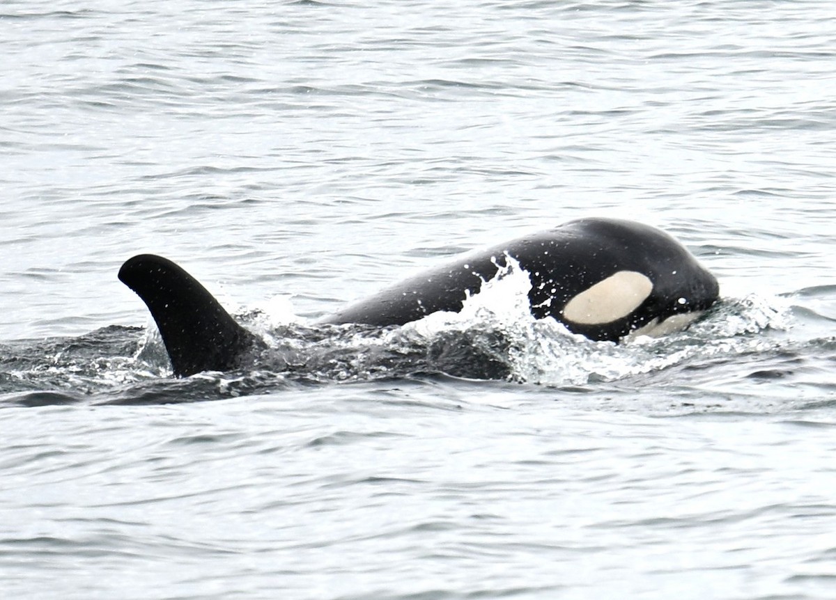 動物界 - ML638566976