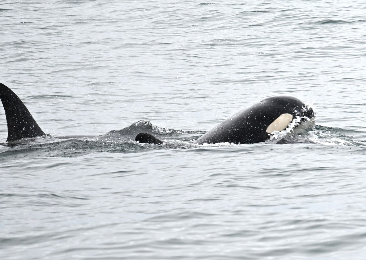 動物界 - ML638566977