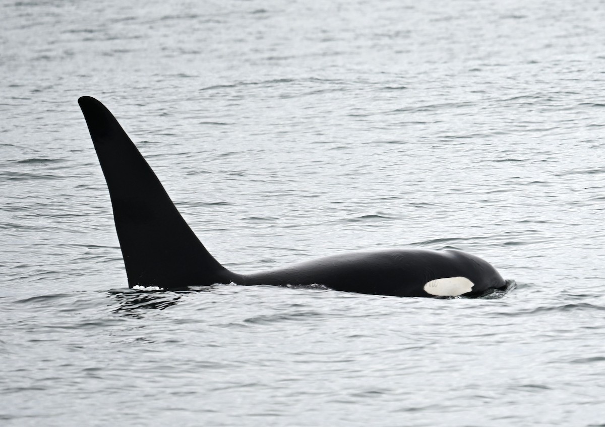 動物界 - ML638566978