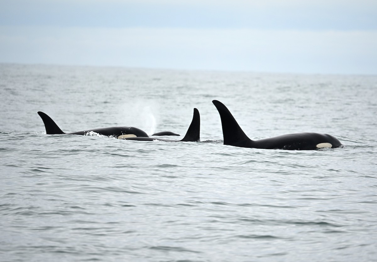 動物界 - ML638566979