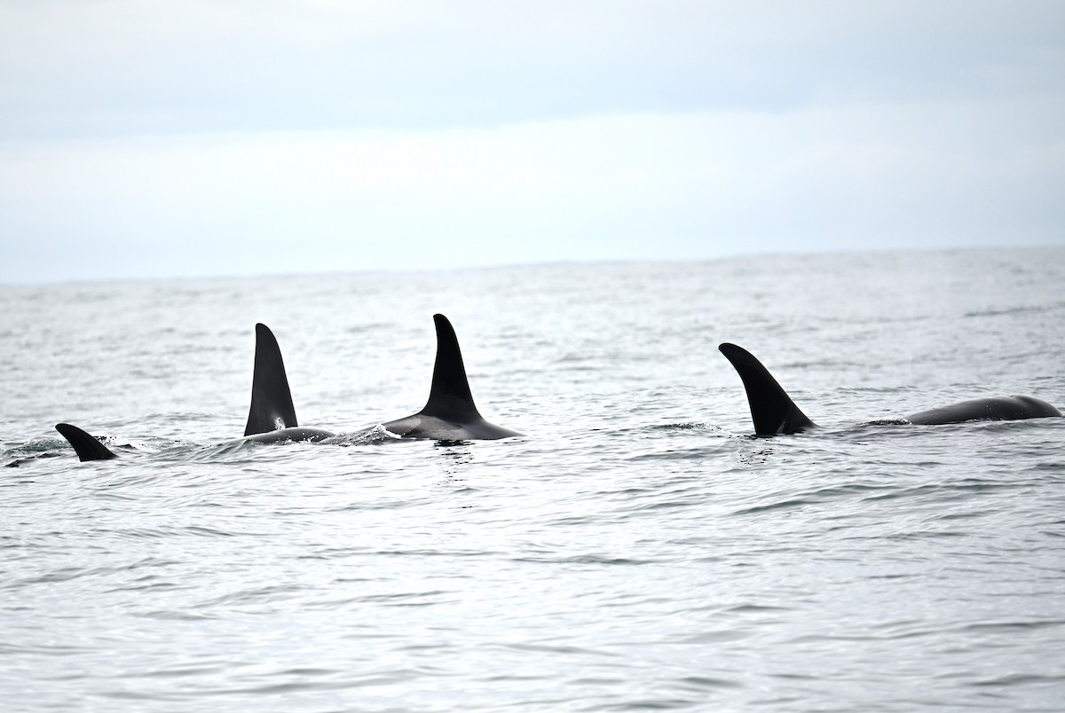 動物界 - ML638566980