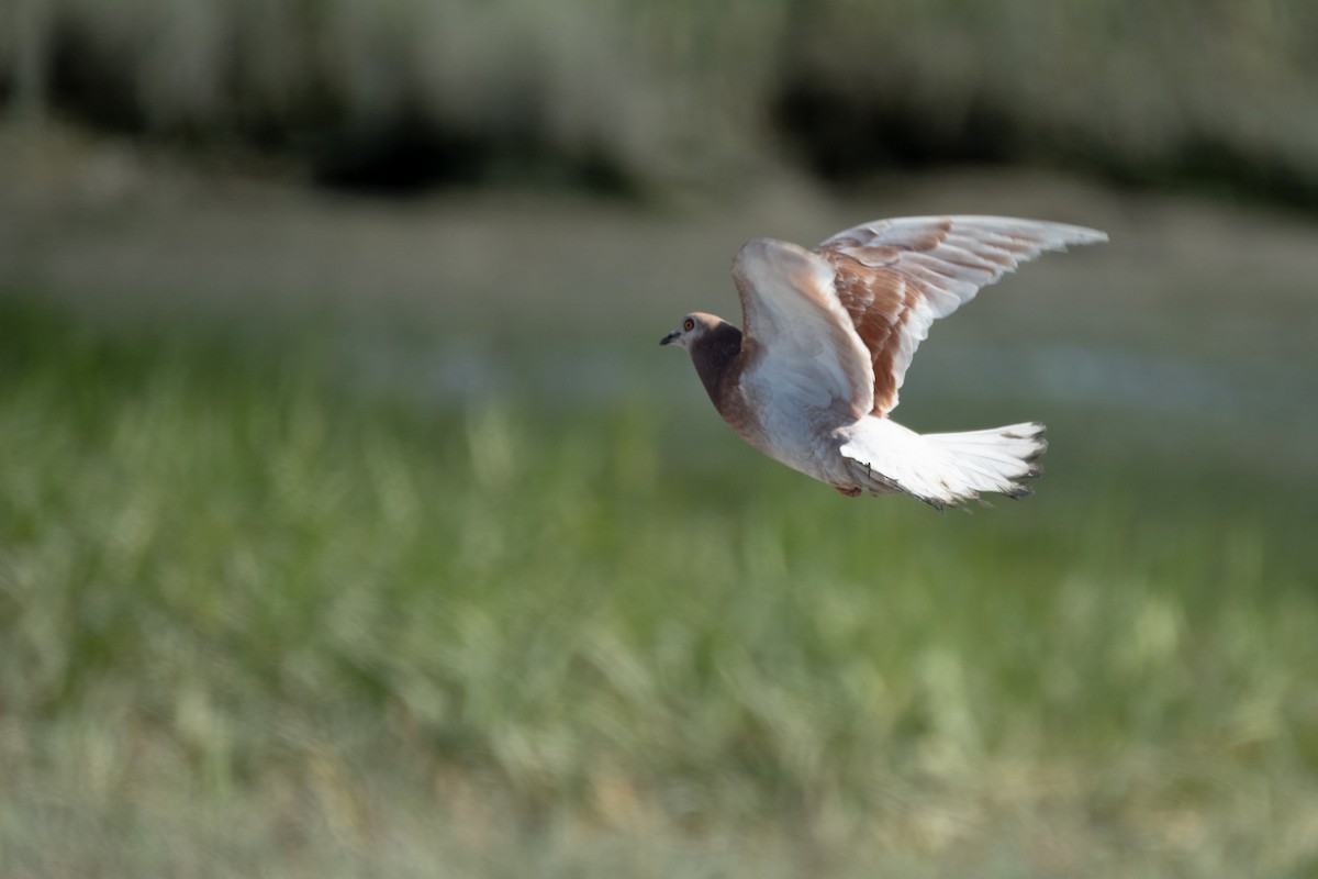 Pigeon biset (forme domestique) - ML638566982