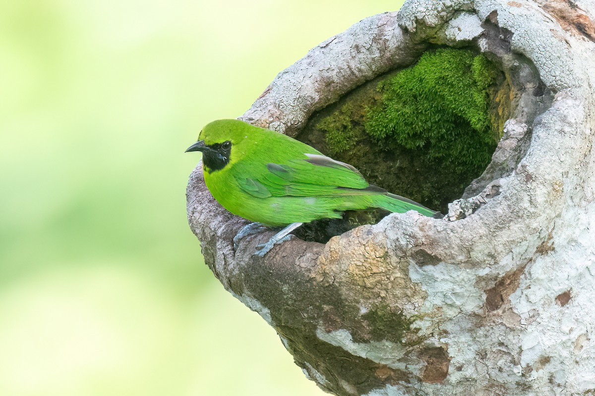 Lesser Green Leafbird - ML638566994