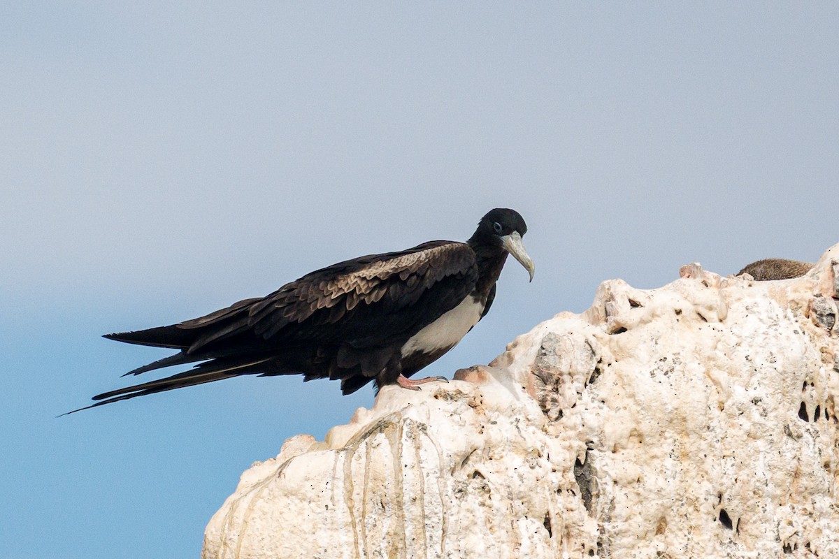 Magnificent Frigatebird - ML638567012