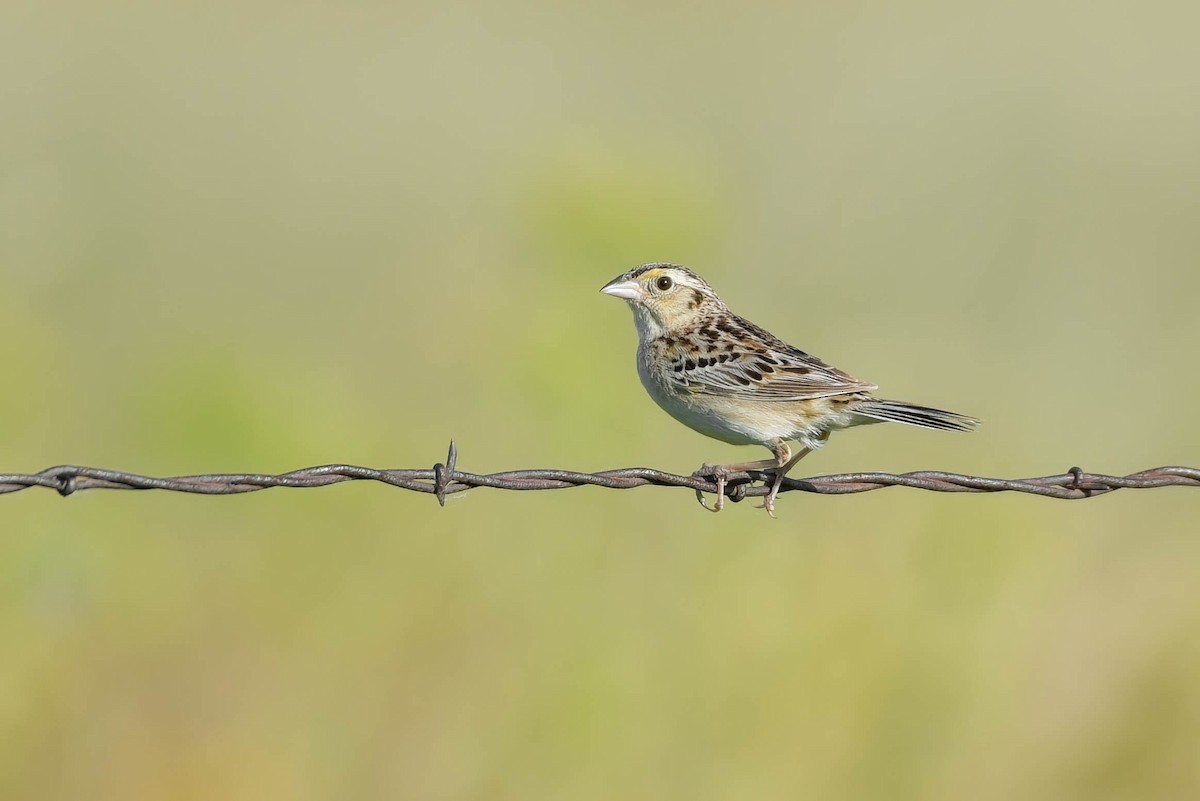 Grasshopper Sparrow - ML638567021