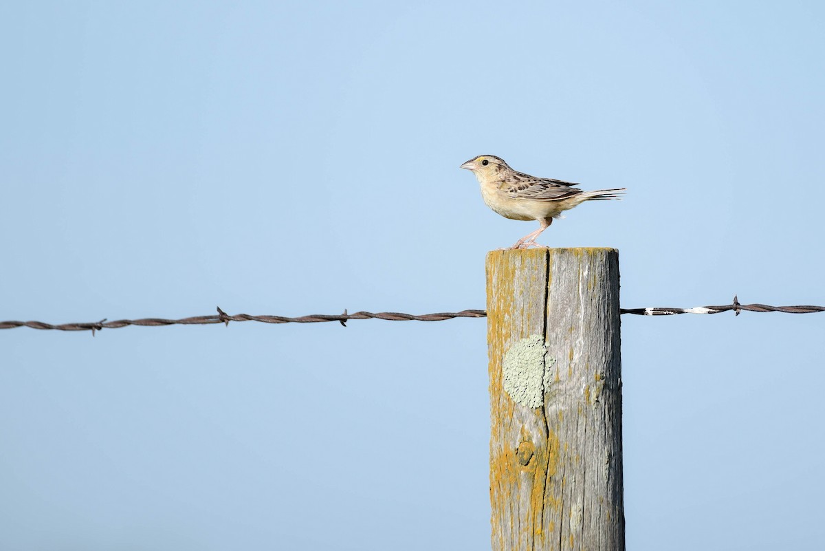 Grasshopper Sparrow - ML638567022