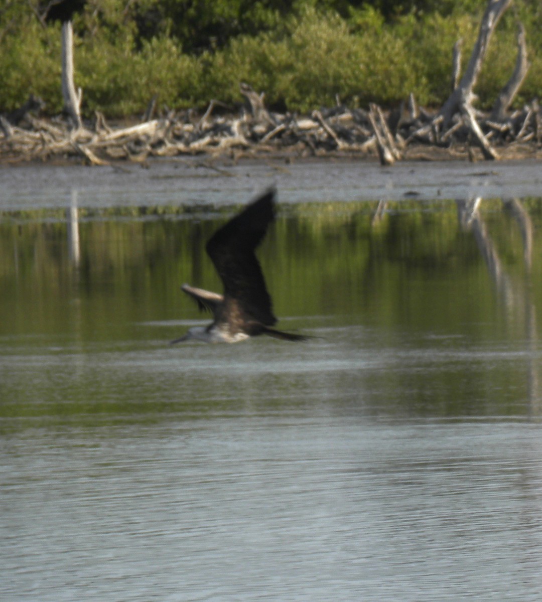 Magnificent Frigatebird - ML638567045