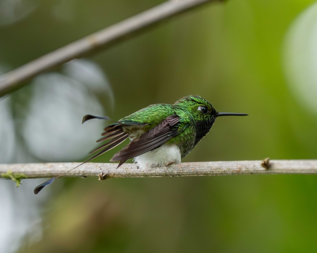 White-booted Racket-tail - ML638567074