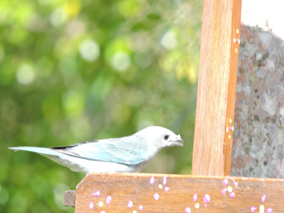 Sayaca Tanager - ML638567076